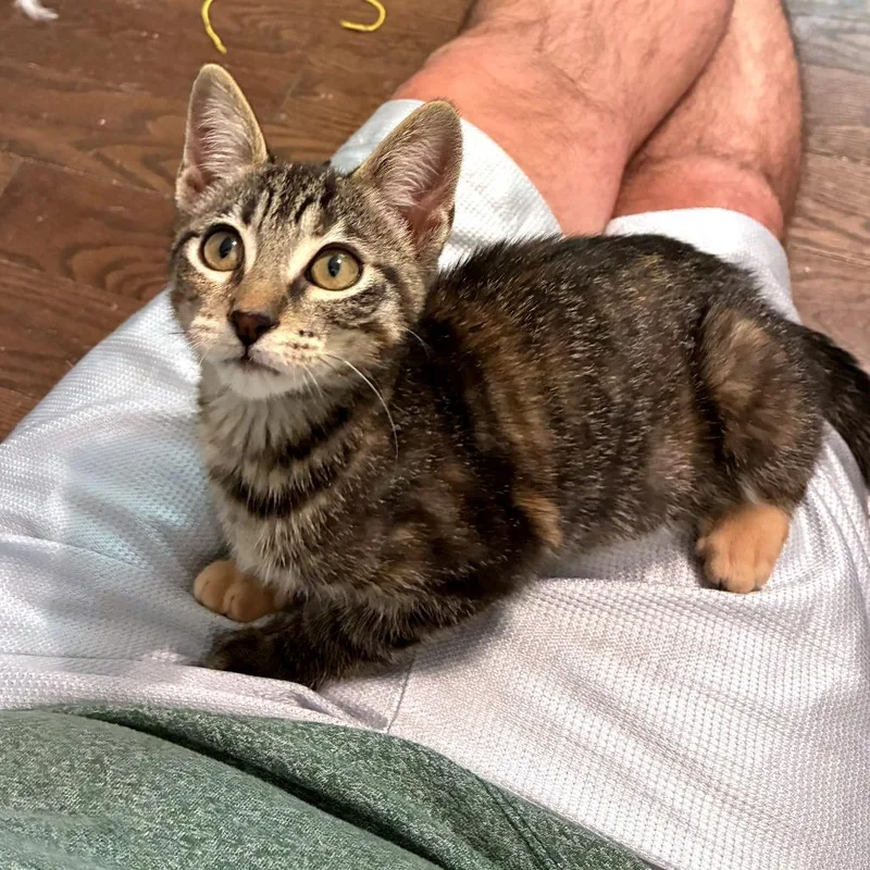 A baby small-sized female Brown / Chocolate Domestic Short Hair cat named Salsa for adoption in Green Bay, WI