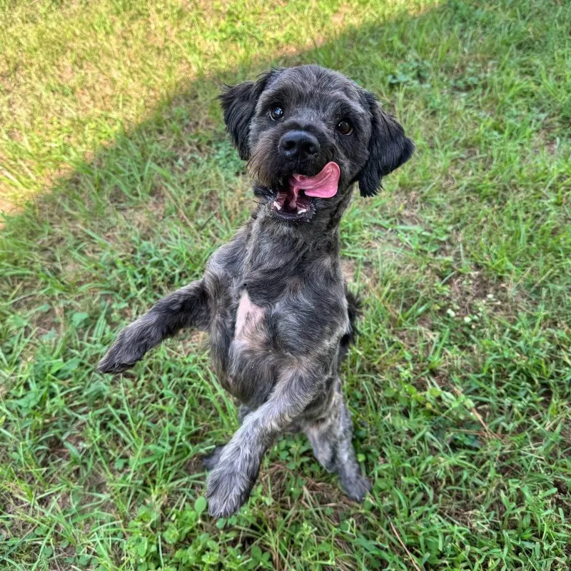 An adult small-sized male Black Miniature Schnauzer dog named Bluey Elijah for adoption in Houston, TX