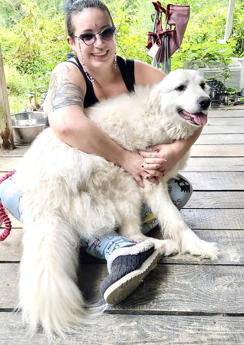 An adult medium-sized female Golden Retriever dog named Artemis for adoption in Andover, MA