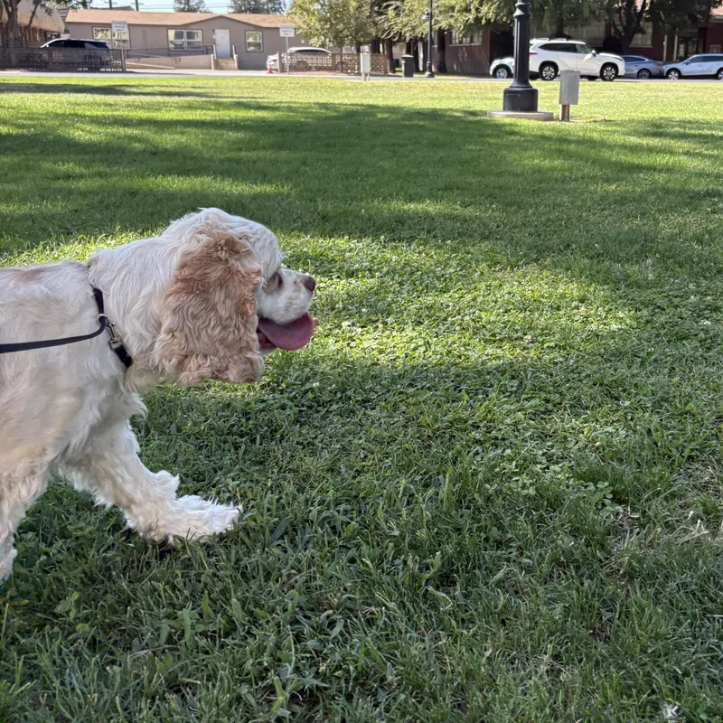 An adult small-sized male Cavalier King Charles Spaniel dog named Marley for adoption in Reedley, CA