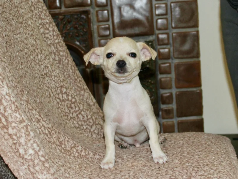 A baby small-sized male White / Cream Chihuahua dog named Chili for adoption