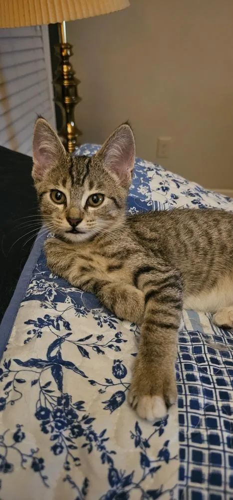 A baby small-sized female Tabby cat named Wednesday for adoption in Powder Springs, GA