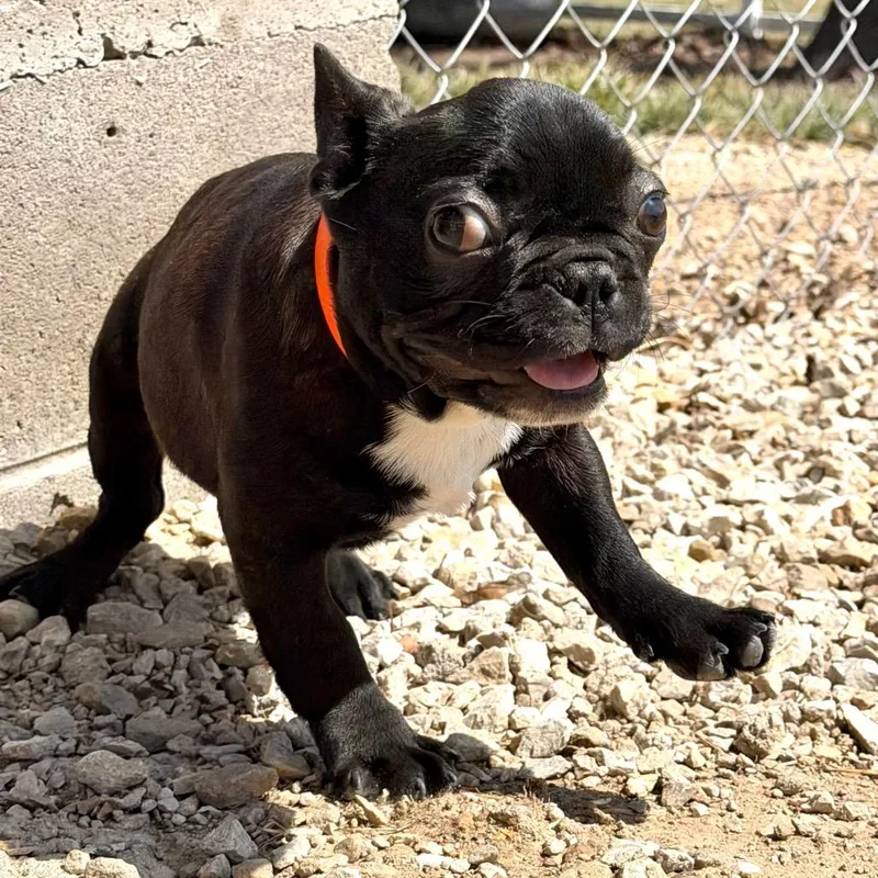 Booker  Missouri Mr thumbnail 3