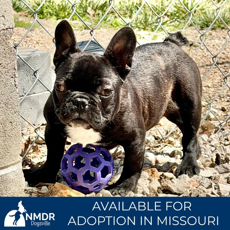 Booker  Missouri Mr thumbnail 4