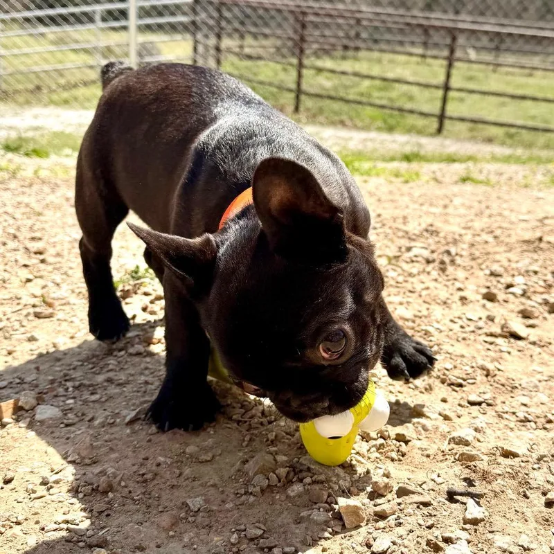 Booker  Missouri Mr thumbnail 6