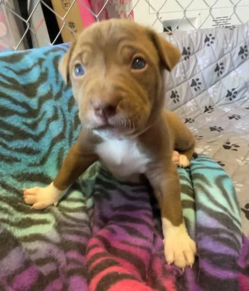 A baby small-sized female Pit Bull Terrier dog named Luanne for adoption in Discovery Bay, CA