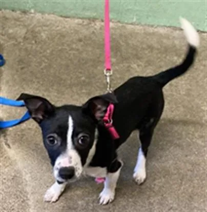 A baby small-sized female Chihuahua dog named Mila for adoption in Sacramento, CA