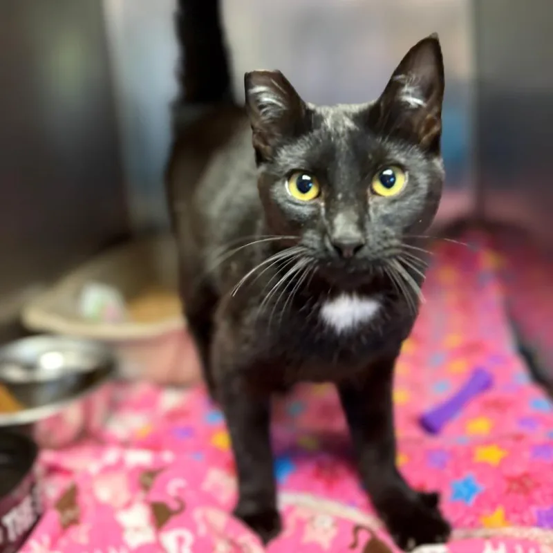 A young small-sized female Black Domestic Short Hair cat named Mimosa for adoption in Chehalis, WA