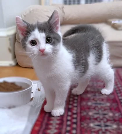 A baby small-sized female Domestic Short Hair cat named Mimi for adoption in Washington, DC