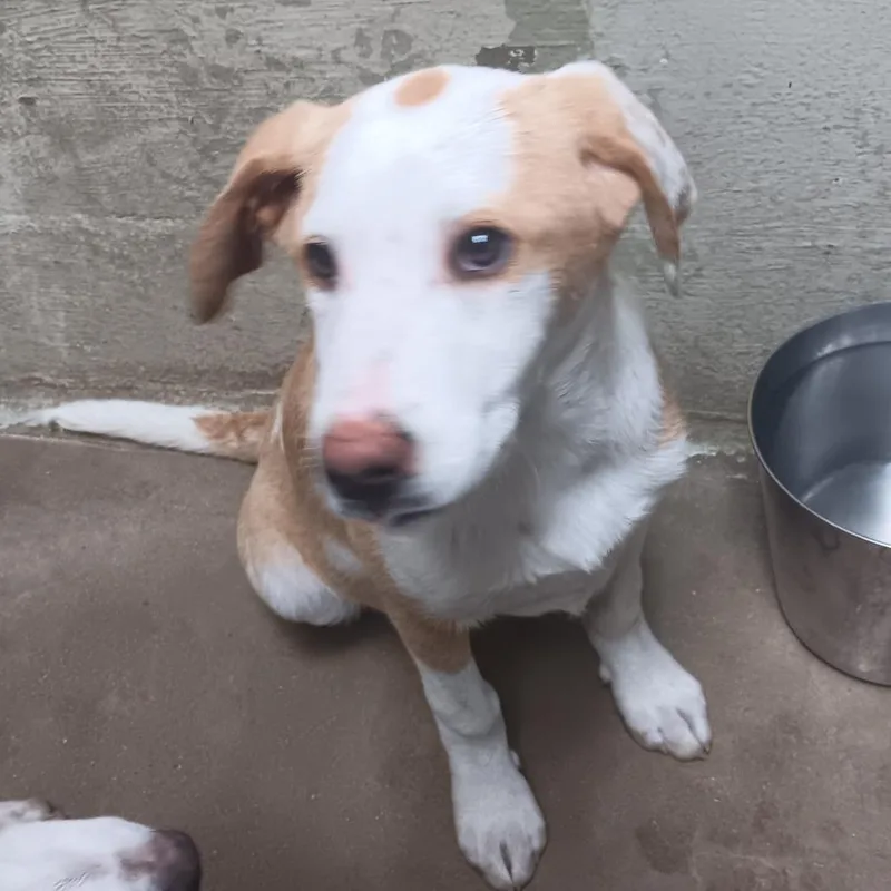 A baby medium-sized male Golden Mixed Breed dog named Cheese for adoption in Eureka Springs, AR