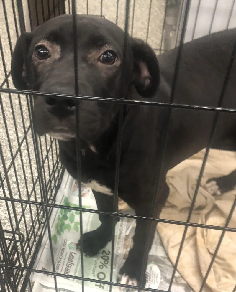 A baby medium-sized female Black Labrador Retriever dog named Cheeha for adoption in Parma, OH