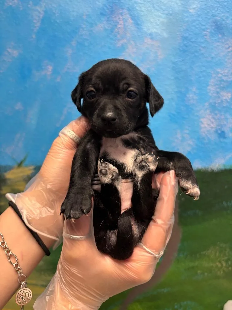 A baby small-sized female Chihuahua dog named Gooseberry for adoption in New Braunfels, TX