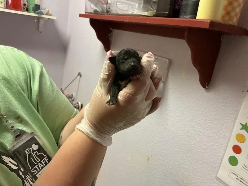 Gooseberry thumbnail 2