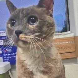 An adult large-sized female Domestic Short Hair cat named Lacy for adoption in Bullhead City, AZ
