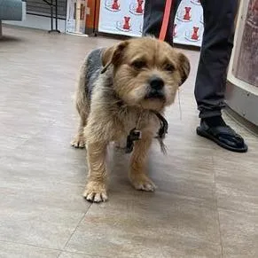 An adult medium-sized male Brown / Chocolate Terrier dog named Wagsstray for adoption in Westminster, CA