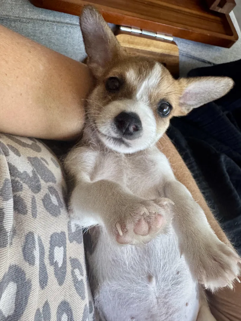 A baby small-sized male Tricolor (Brown, Black, & White) Terrier dog named Chase for adoption in Sunset Beach , CA