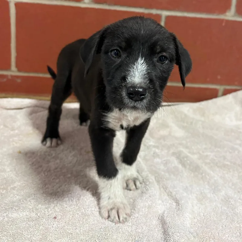 A baby small-sized male Black Terrier dog named Kash for adoption in Cabot, AR