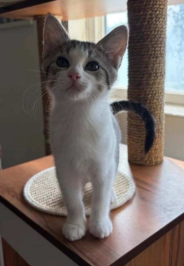 A baby small-sized female Domestic Short Hair cat named Dolly for adoption in Salt Lake City, UT