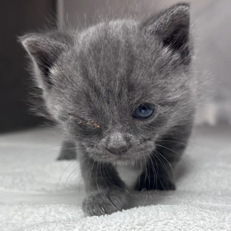 Lil Miss Whiskeroni
