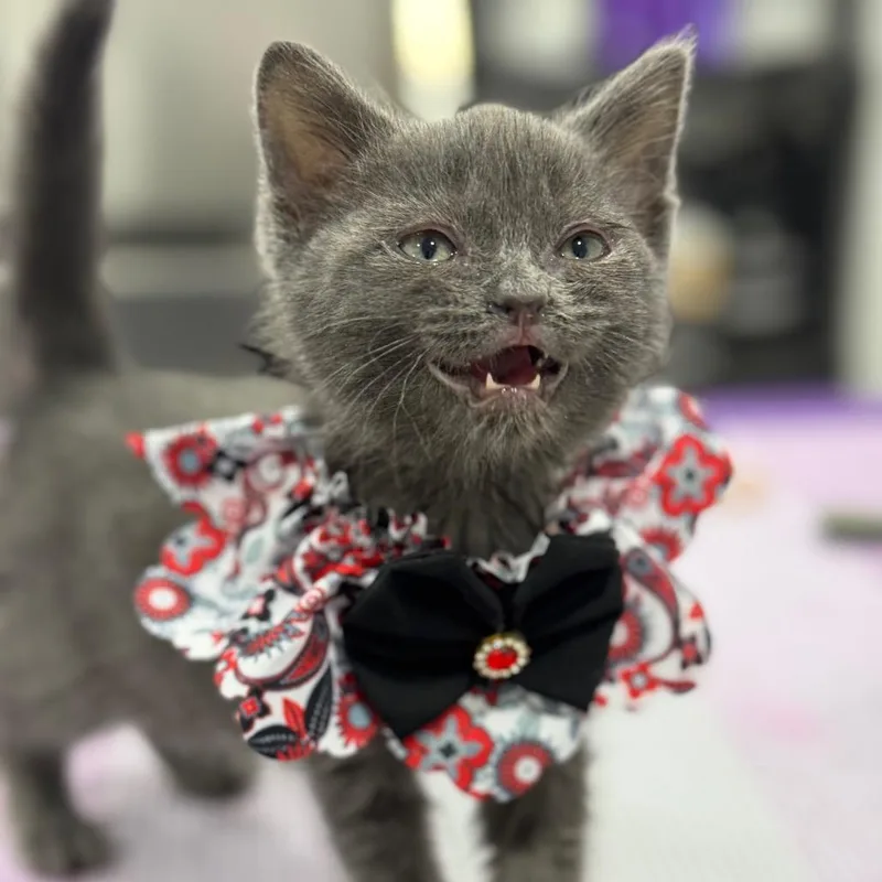 Lil Miss Whiskeroni thumbnail 3