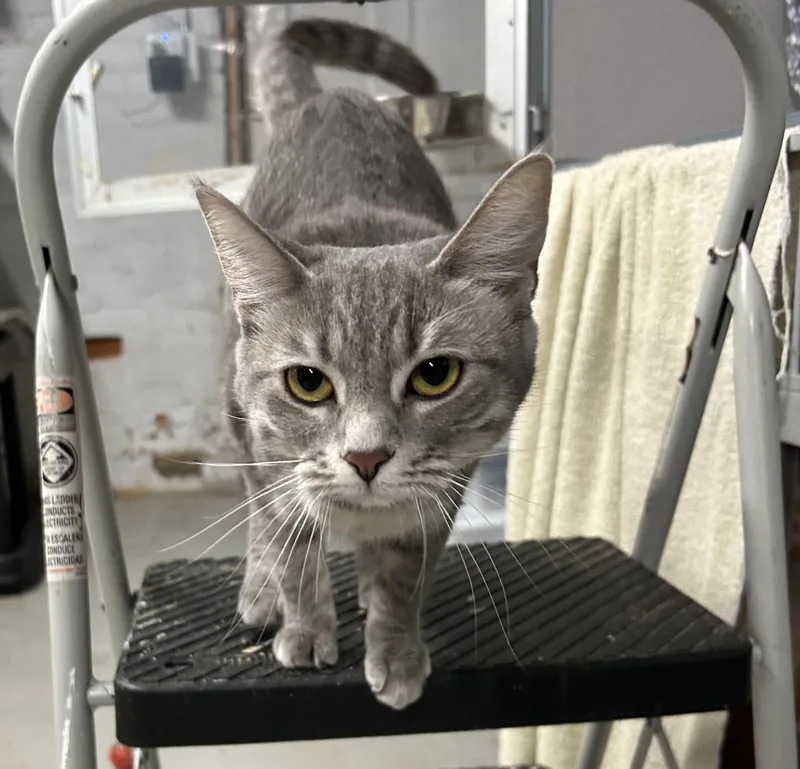 A baby medium-sized female Gray / Blue / Silver Domestic Short Hair cat named Malachite for adoption in Dayton, OH