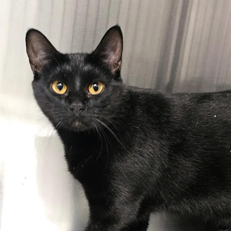 A young small-sized female Black Domestic Short Hair cat named Zelda Bonded w Phoebe for adoption in Kennebunk, ME