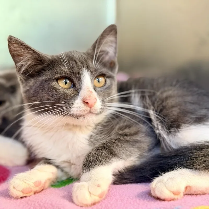 A baby medium-sized male Gray & White Domestic Short Hair cat named Riko for adoption in Jackson, NJ