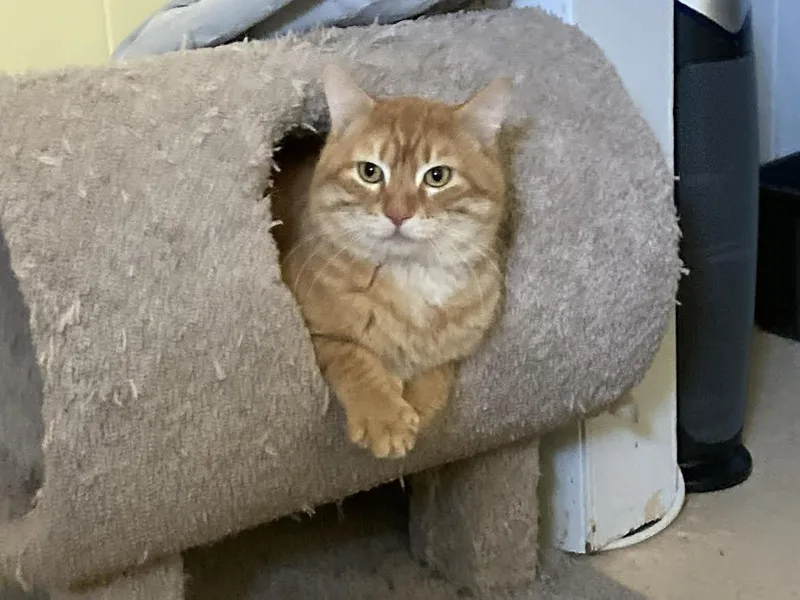 An adult medium-sized male Orange / Red Domestic Short Hair cat named Turmeric for adoption in Fort Collins, CO