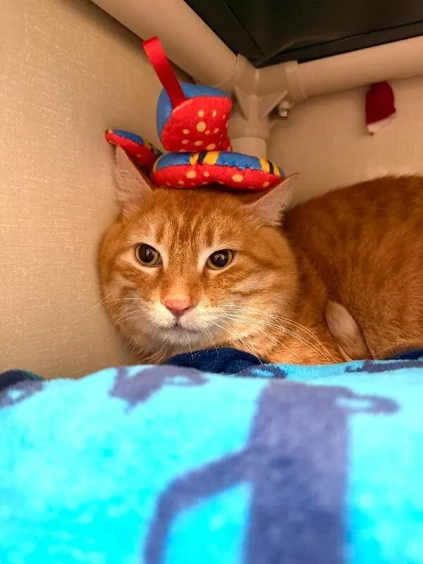 Turmeric thumbnail 2