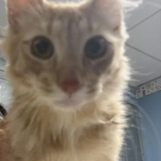 A young small-sized male Orange / Red Domestic Medium Hair cat named Meatball for adoption in Perkiomenville, PA