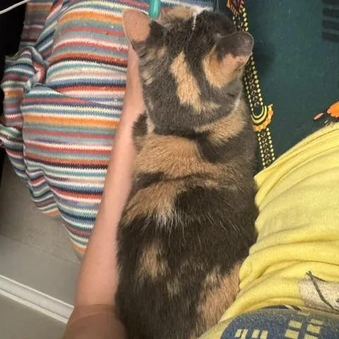A senior medium-sized female Calico Domestic Short Hair cat named Crystal for adoption in St. Louis, MO