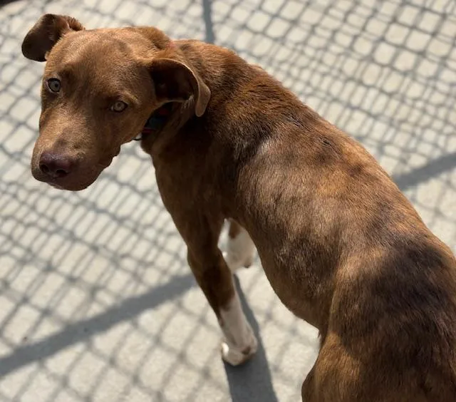 A young small-sized male Pit Bull Terrier dog named Muncher for adoption in Tulsa, OK
