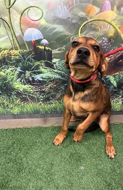 A baby medium-sized male Redbone Coonhound dog named Dusty Bottoms for adoption in Globe, AZ