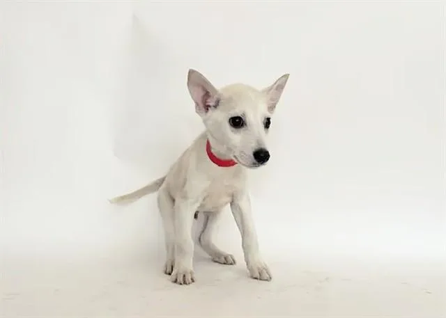 A baby small-sized male Terrier dog named Turkey for adoption in Saint Louis, MO