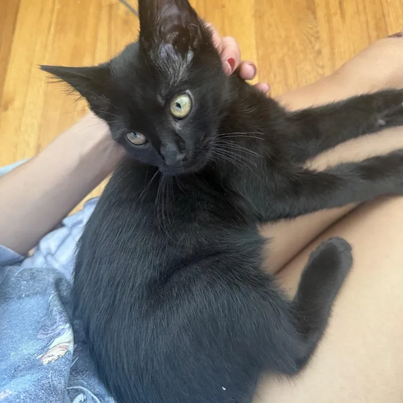 A baby small-sized male Black Domestic Short Hair cat named Trust for adoption in Middle Village, NY