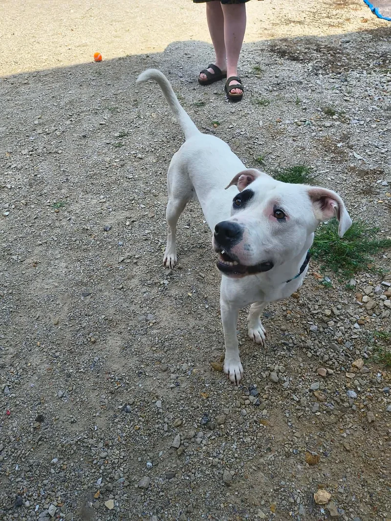 An adult medium-sized male Pit Bull Terrier dog named Petey for adoption in Stover, MO