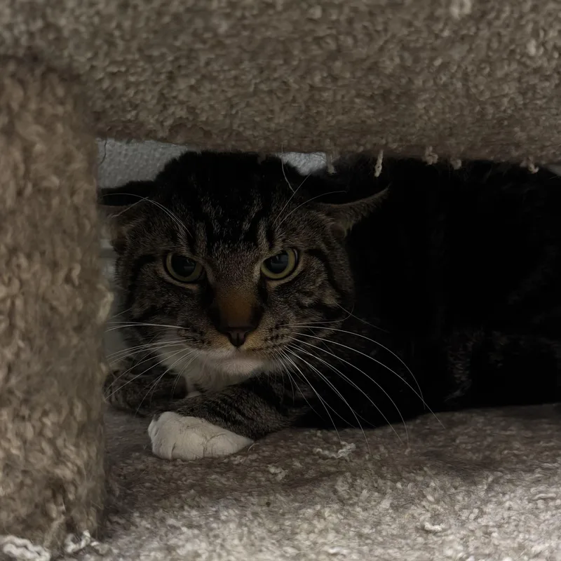 A young medium-sized male Tabby (Brown / Chocolate) Domestic Short Hair cat named Stewie for adoption in Fall River, MA