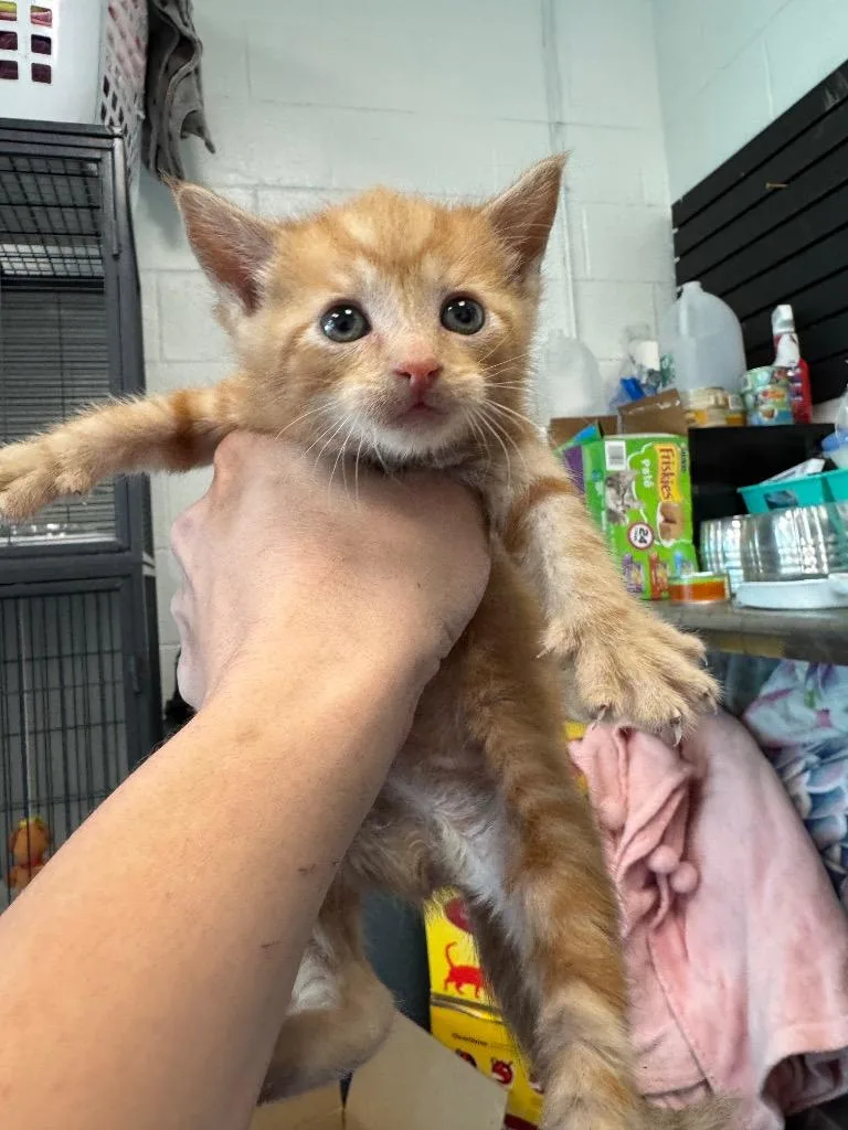 A baby medium-sized female Domestic Short Hair cat named Winnie for adoption in Johnson City, TN