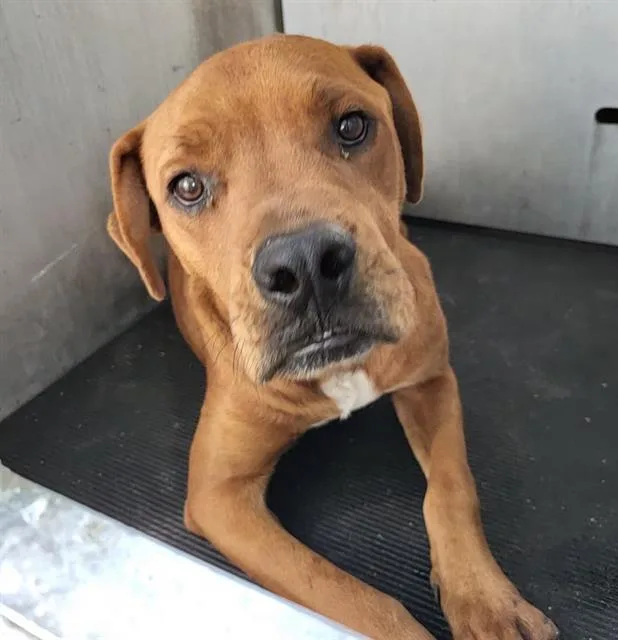 A young small-sized male Rhodesian Ridgeback dog named Brownie for adoption in San Antonio, TX