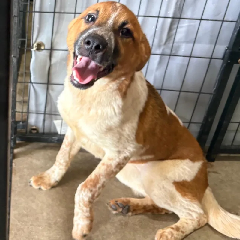 A young small-sized female Red / Chestnut / Orange Cattle Dog dog named Laken for adoption in Birmingham, AL