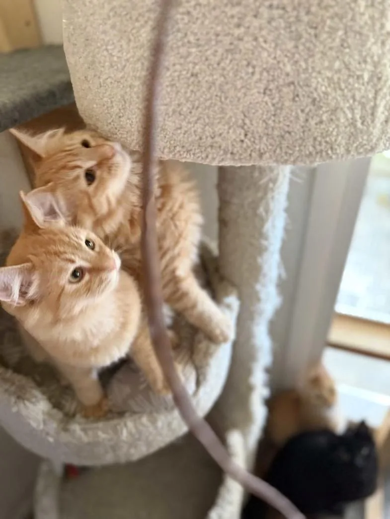 A young small-sized male Orange / Red Domestic Medium Hair cat named Atlas for adoption in Prescott, AZ