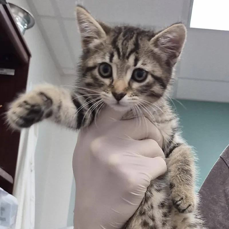A baby small-sized female Torbie Domestic Short Hair cat named Jolly for adoption in Hattiesburg, MS