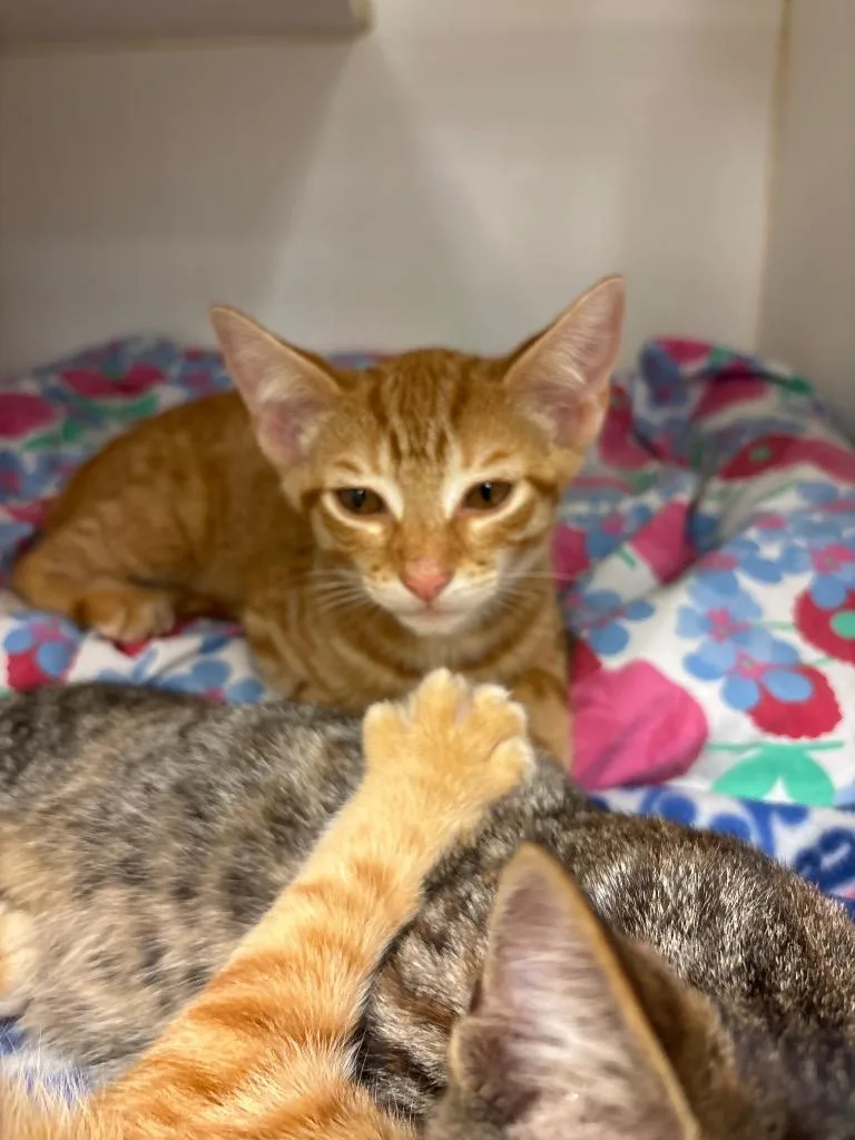 A baby medium-sized male Domestic Short Hair cat named Apollo for adoption in Johnson City, TN