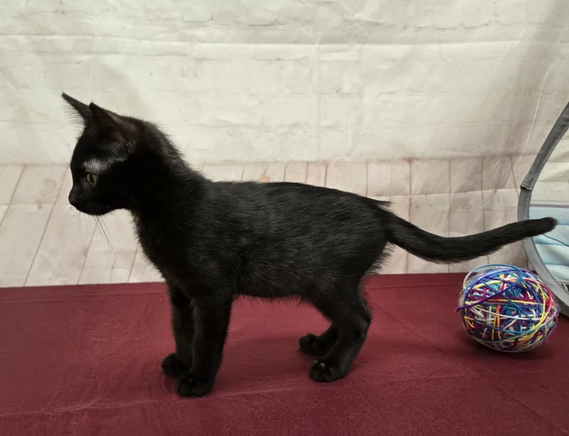A baby medium-sized male Black Domestic Short Hair cat named Brawny for adoption in Red Wing, MN
