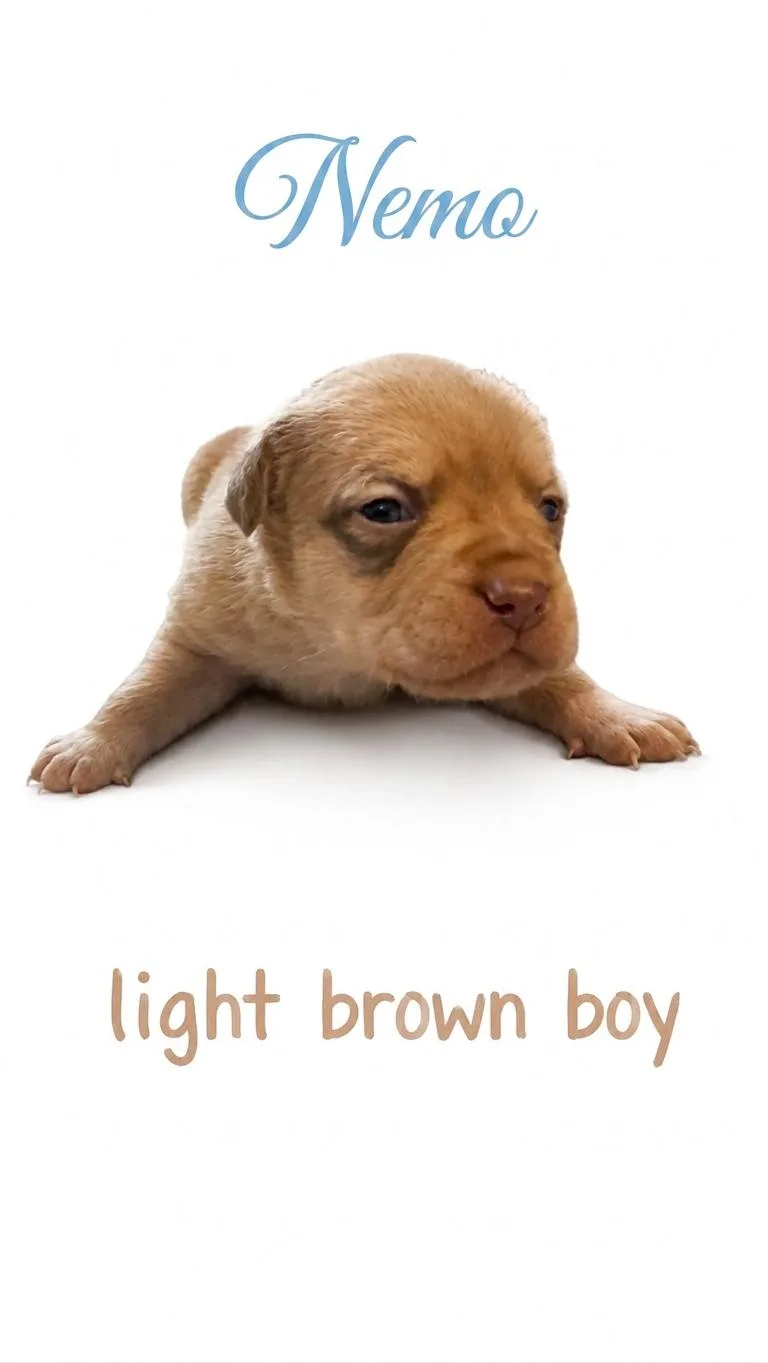 A baby medium-sized male Mixed Breed dog named Nemo Nemo Litter for adoption in Holly Springs, NC