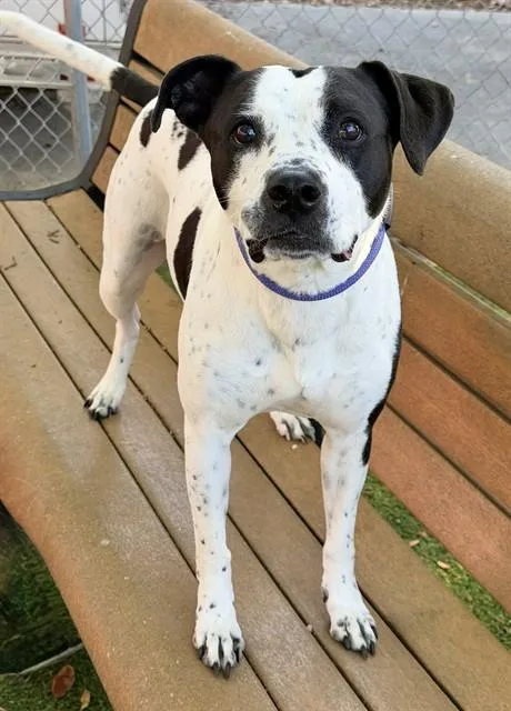 An adult medium-sized female American Bulldog dog named Lady for adoption in Fort Myers, FL