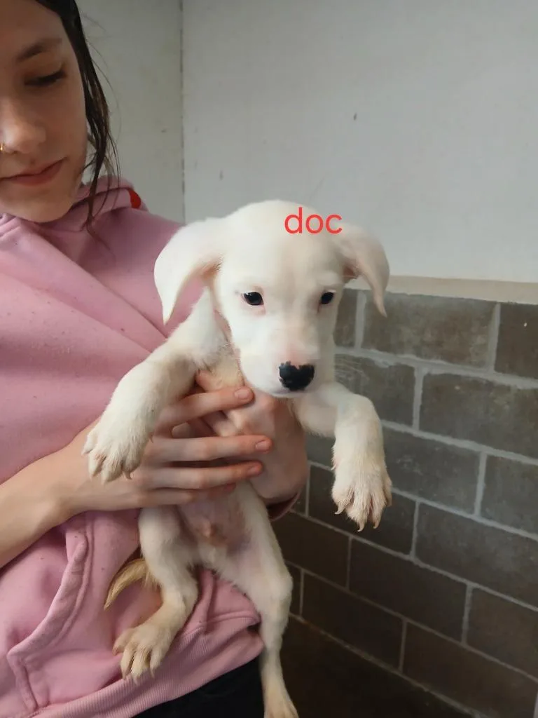 Doc