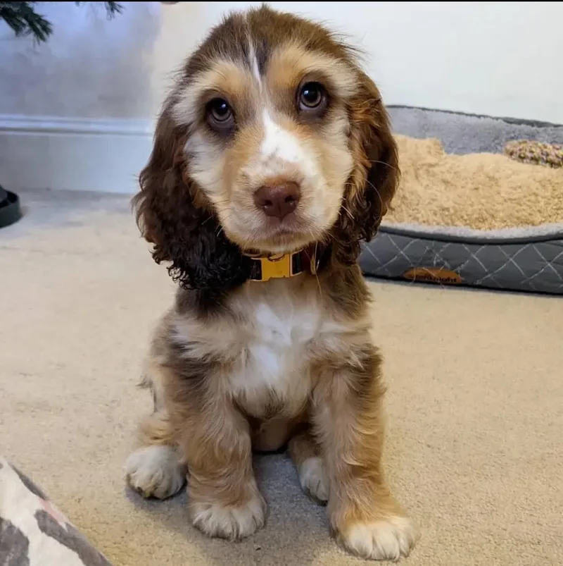 A young small-sized male Cocker Spaniel dog named Beany for adoption in Houston, TX