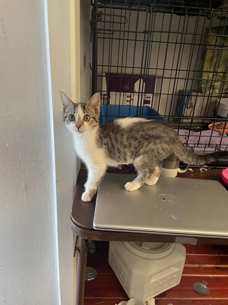 A young small-sized female Domestic Short Hair cat named Milah for adoption in Trenton, NJ