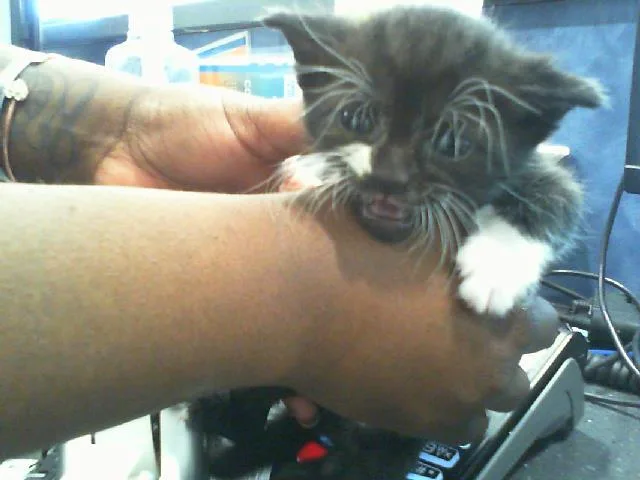 A baby small-sized male Domestic Short Hair cat named Squirt for adoption in Charlotte, NC